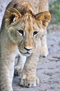 Close-up portrait of lion