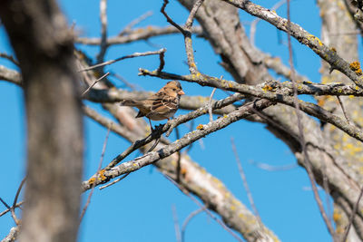 Low angle view of bird perching on branch