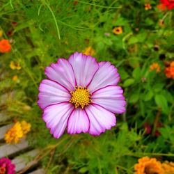 Close-up of cosmos flower blooming outdoors