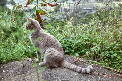 Close up portrait of young gray striped cat with green eyes in the garden. household pet.