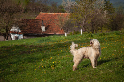 View of a dog on field