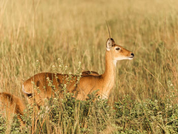 Side view of an animal on land