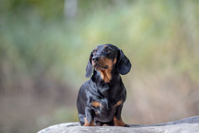 Close-up of dachshund on rock