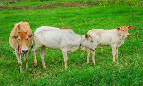 Cow with calves on grassy field
