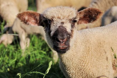 Close-up of a sheep lamb