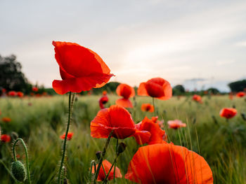 Red poppy flowers on field of rye. green plants with buds. beautiful and fragile flowers at summer.