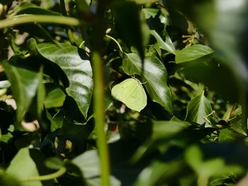 Close-up of fresh green leaves