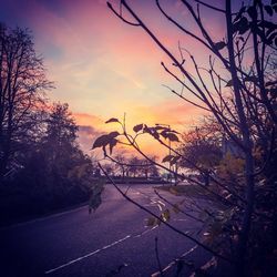 Close-up of silhouette plants against sky at sunset