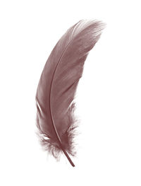 Close-up of feather against white background