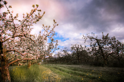 View of blooming tree in field against cloudy sky