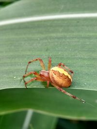 Close-up of spider