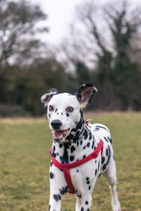 Portrait of dog standing on field