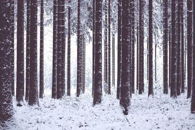 Trees in forest, covered in snow, amazing natural forest