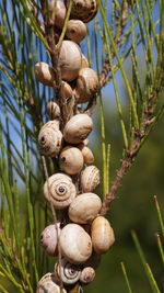 Madeira land snails clustered together on cactus plants to avoid sun heat textured nature background