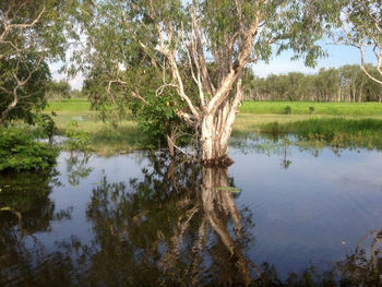 Scenic view of lake in forest