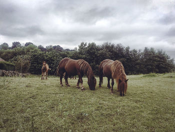 Horses grazing in a field