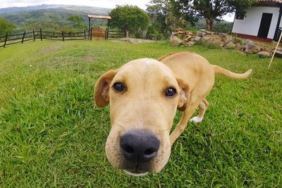 Portrait of golden retriever on lawn in back yard