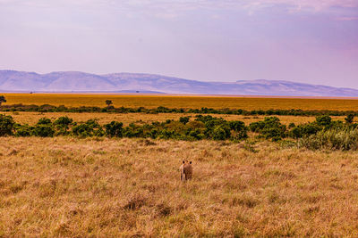 grassland