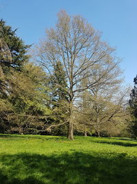 Trees on field against sky