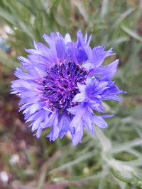 Close-up of purple flower blooming outdoors
