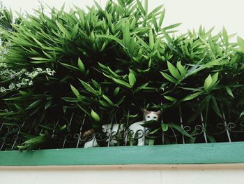 High angle view of potted plants in yard