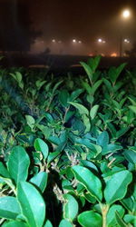 Close-up of green plant at night