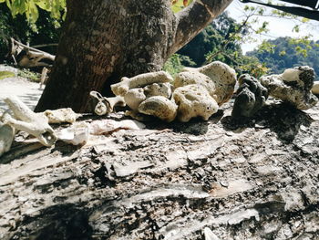 Close-up of mushrooms on tree trunk