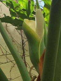 Close-up of hand on plant