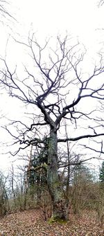 Bare trees on field against clear sky