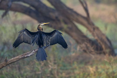 Bird flying over a tree