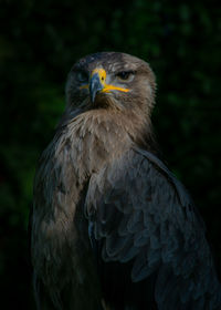 Close-up portrait of eagle