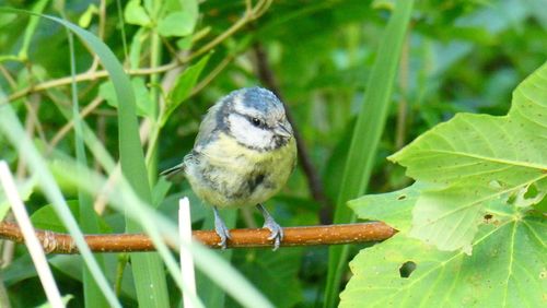 Close-up of bird perching on a plant