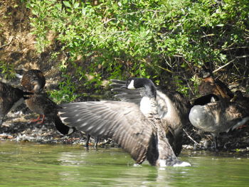 Ducks in a lake