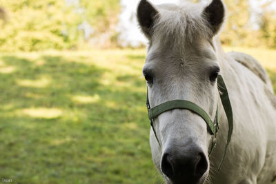 Close-up portrait of horse on field