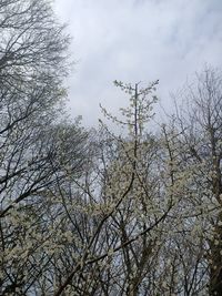 Low angle view of bare trees against sky