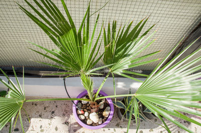 High angle view of potted plant