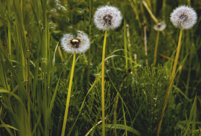 Close-up of dandelion growing in field