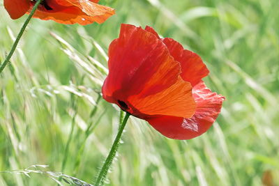 Close-up of red flower