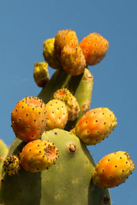 Close-up of prickly pear cactus