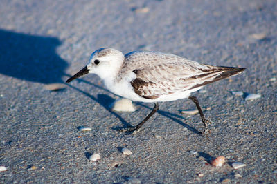 Close-up of bird on floor