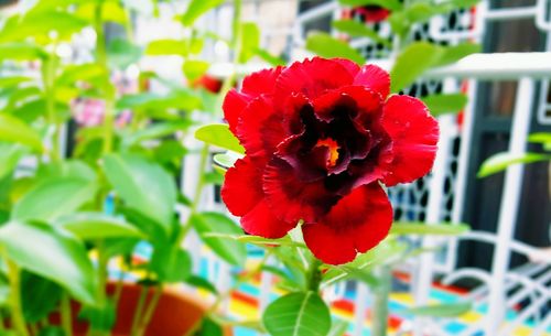 Close-up of red flower blooming outdoors