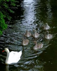 High angle view of swans swimming in lake