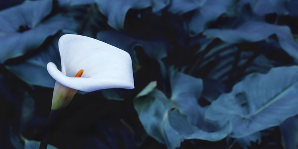 Close-up of white rose flower