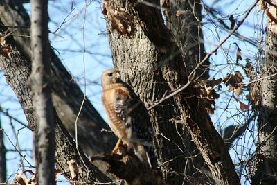 Low angle view of bird perching on tree against sky