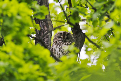 Young owl hides in oak tree