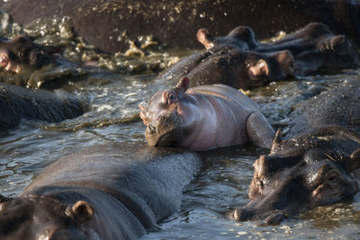 The common hippopotamus  hippo lying in water