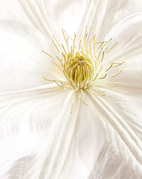 Close-up of white flower