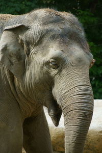 Close-up of elephant