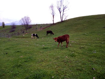 Horses grazing on field against clear sky