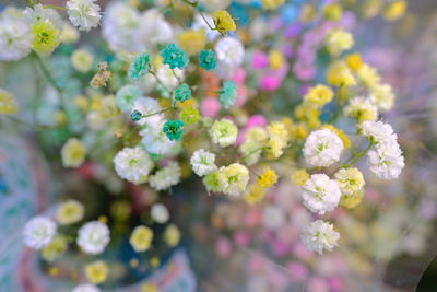 Close-up of purple flowering plant